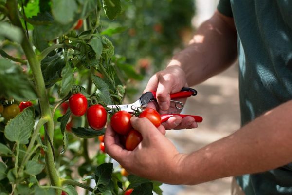 Felco F-321 Pruning Snips - Image 4